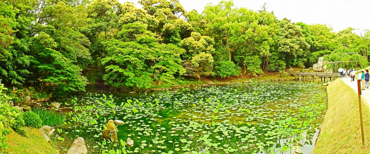 20170516 後楽園今日の園内五月上旬の花葉の池のワイド風景 (1)