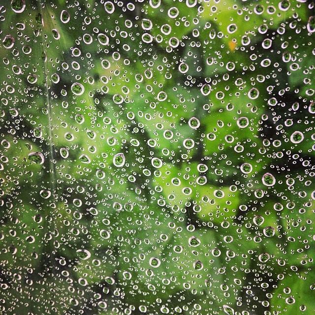 緑雨