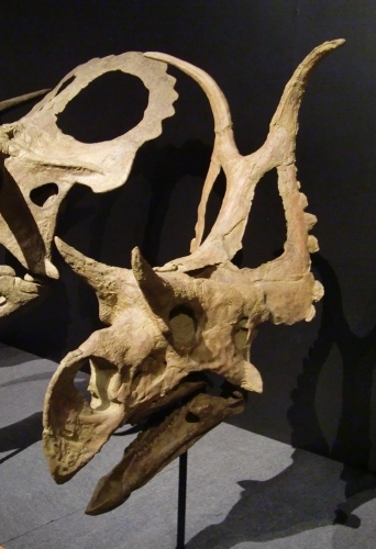 Diabloceratops_004
