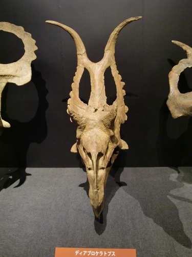 Diabloceratops_005