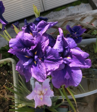 170630-花菖蒲紫-1