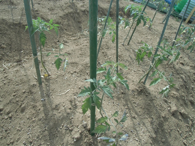 植えつけ一週間のトマト