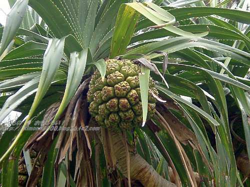 古い写真から現れた６月の沖縄の植物 いきもの は おもしろい