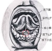 oral cavity anatomy