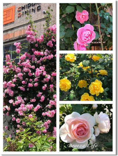 rosegarden2.jpg
