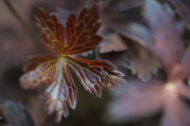 Geranium maculatum 'Elizabeth Ann'の銅葉