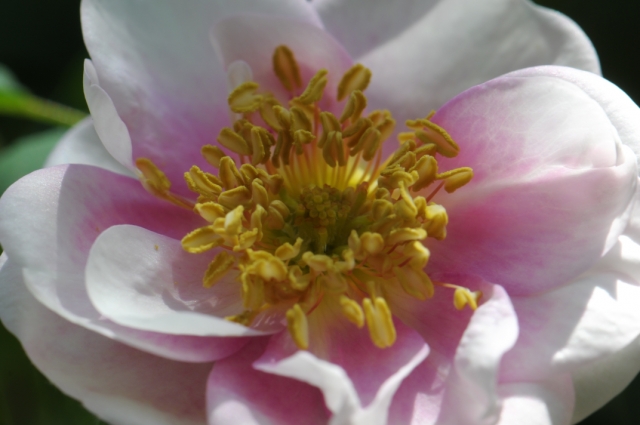 Rosa.spinosissima bicolor-02