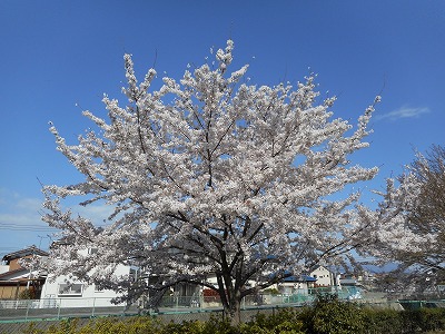 満開の桜（H29,4)