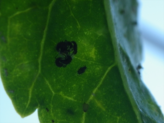 テントウムシの幼虫が孵化-2