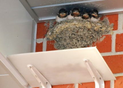 燕の巣 ツバメ JR相模湖駅 ヒナ 巣立ち 鳥獣保護管理法