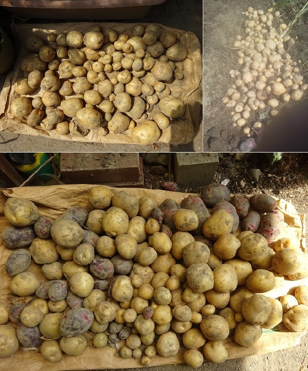 ジャガイモの収穫5