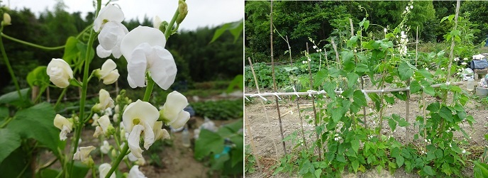 白豆の花