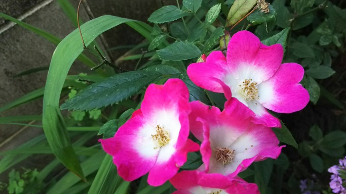 ③珍しいピンクと白柄のバラ