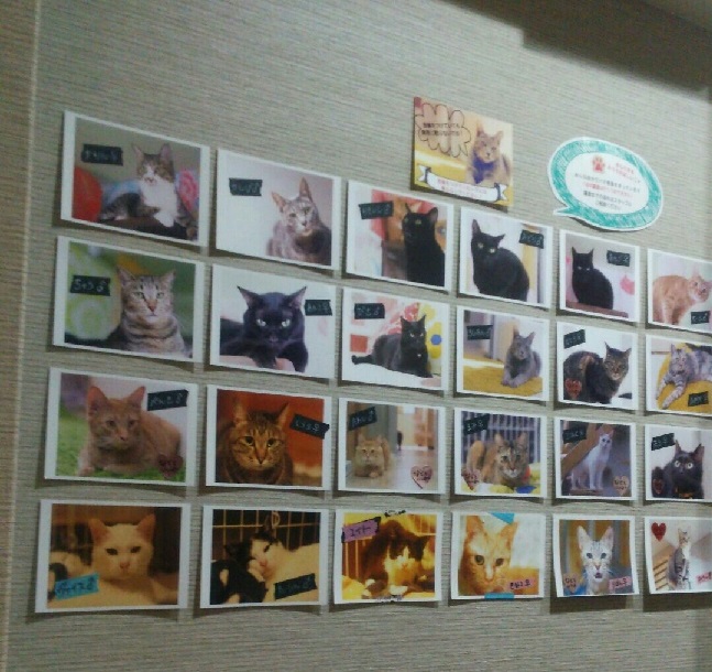 【ネコリパブリック内で、優しい里親さんを待っている猫ちゃん達の紹介写真です(=^ェ^=)】