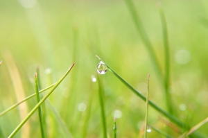 water-drop-on-grass.jpg