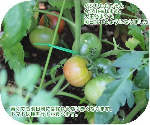 ⑤トマト