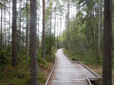 森の歩道