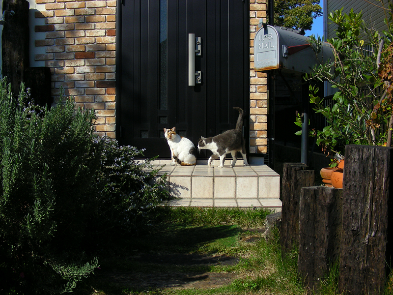 民家玄関前の三毛猫とグレー白猫1
