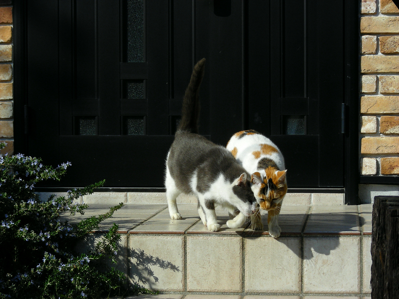 民家玄関前の三毛猫とグレー白猫2
