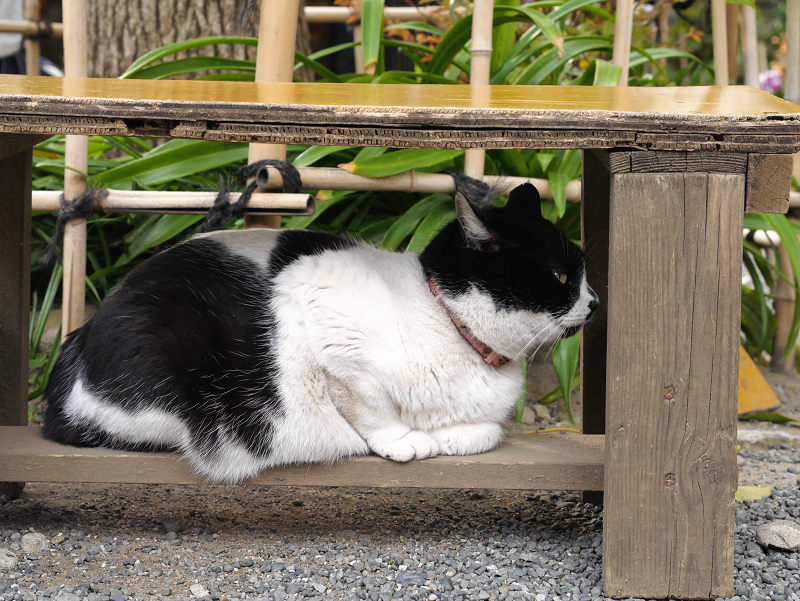 木製ベンチの下の白黒猫1