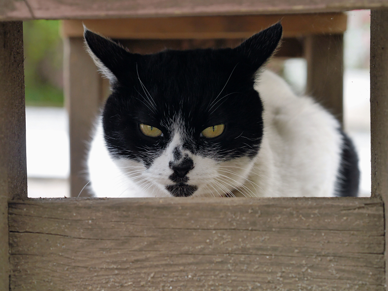 木製ベンチの下の白黒猫2