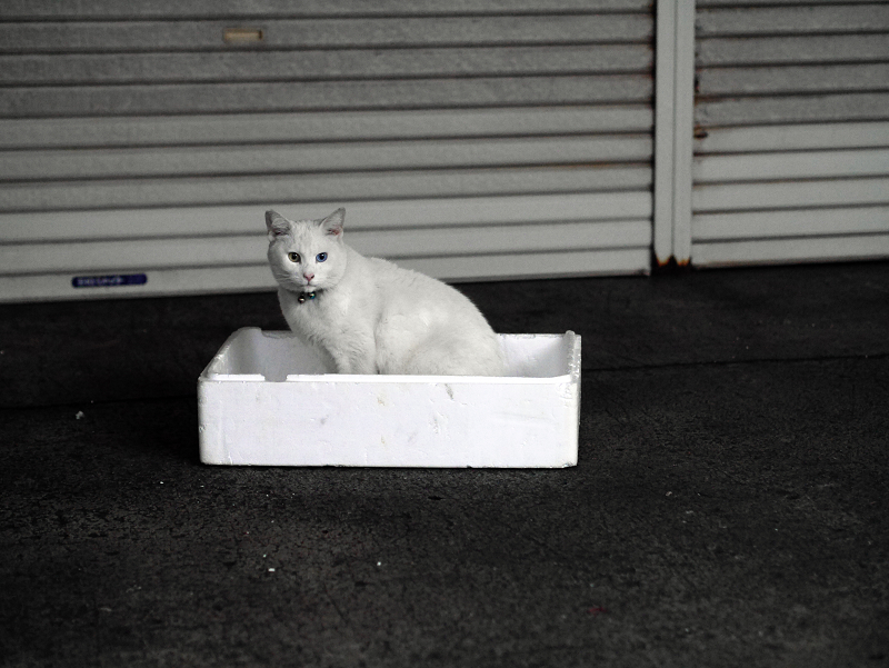 発泡スチロール箱の中の白猫1
