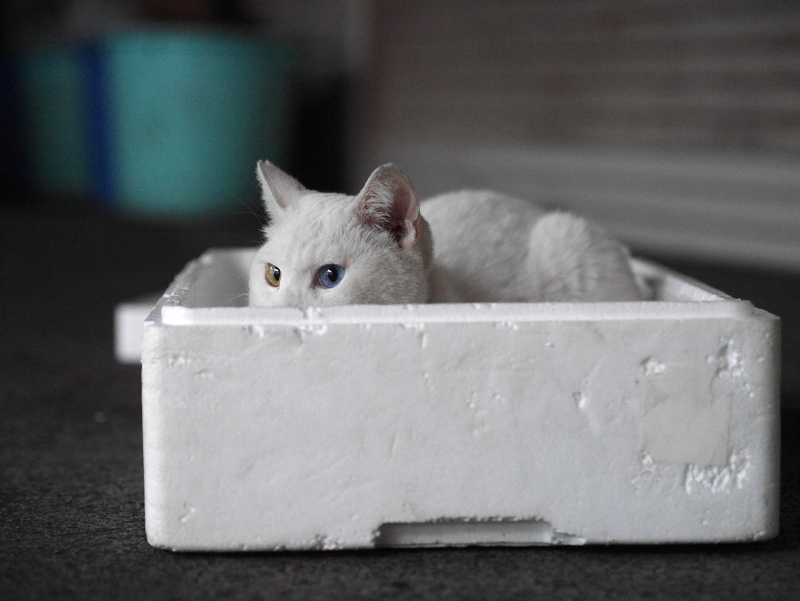 発泡スチロール箱の中の白猫2