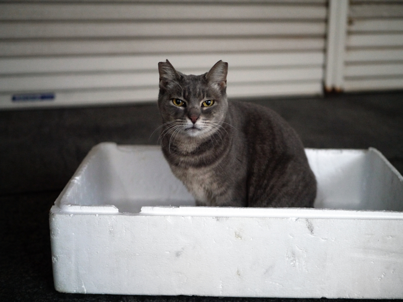 発泡スチロール箱の中のキジトラ猫
