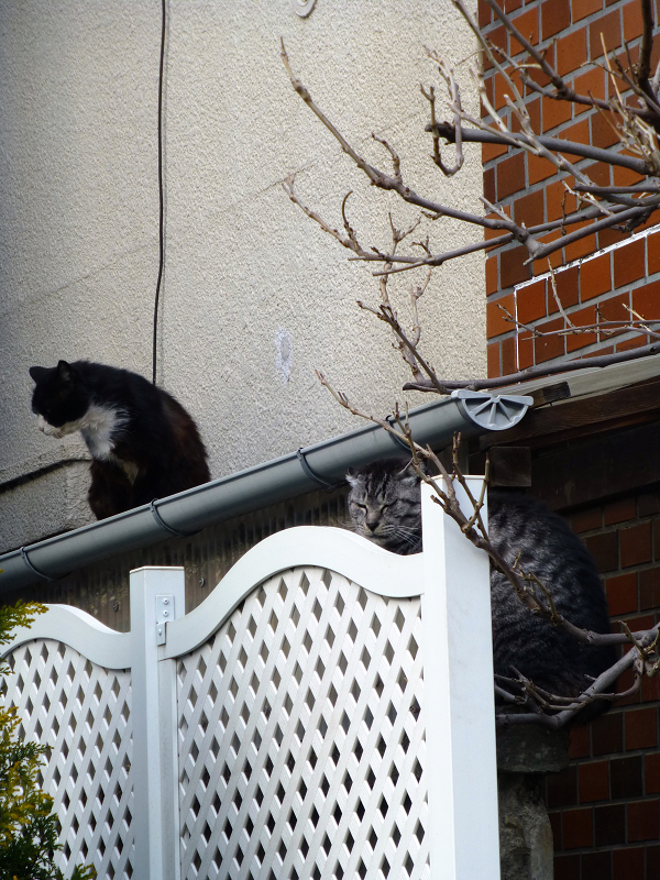 民家玄関前の猫2匹3