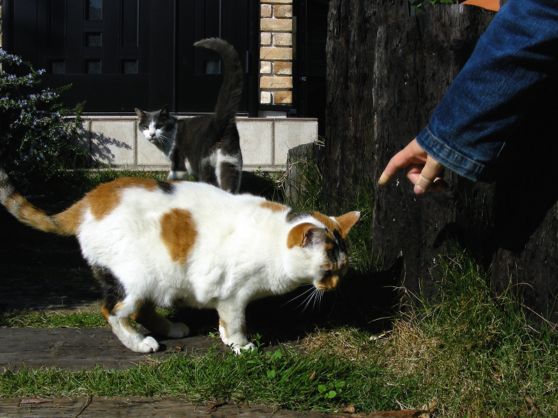 民家玄関前芝生の三毛猫とグレー白猫1