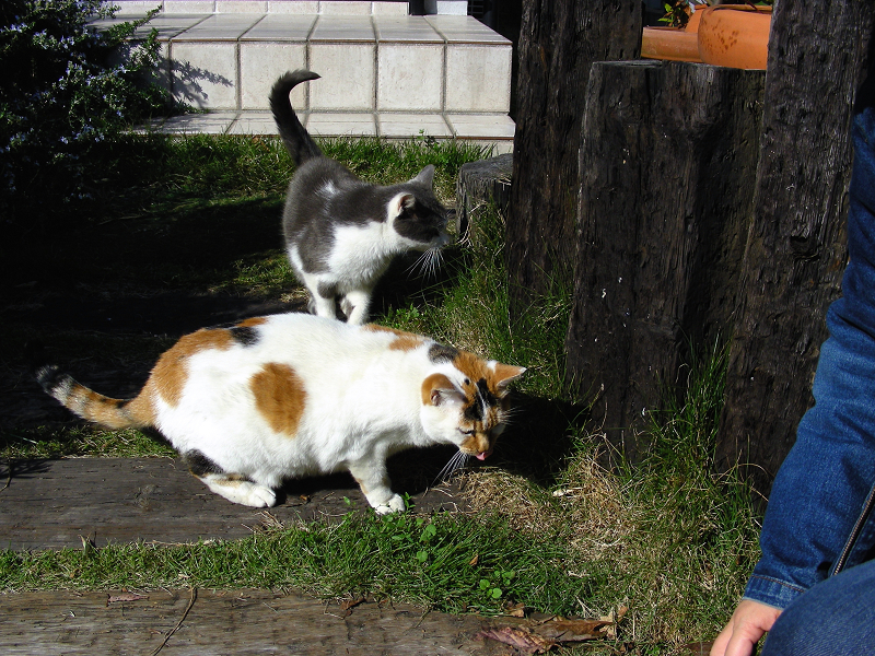 民家玄関前芝生の三毛猫とグレー白猫2