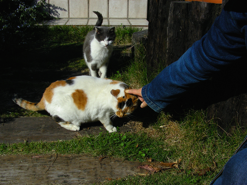 民家玄関前芝生の三毛猫とグレー白猫3