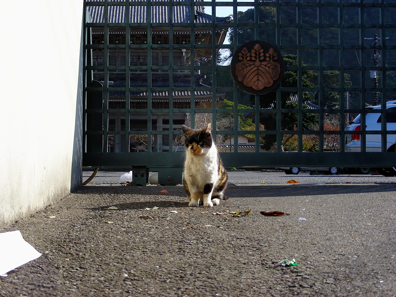 寺門前の三毛猫2