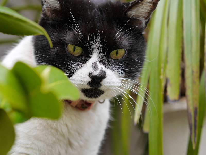 花壇の白黒猫のアップ1