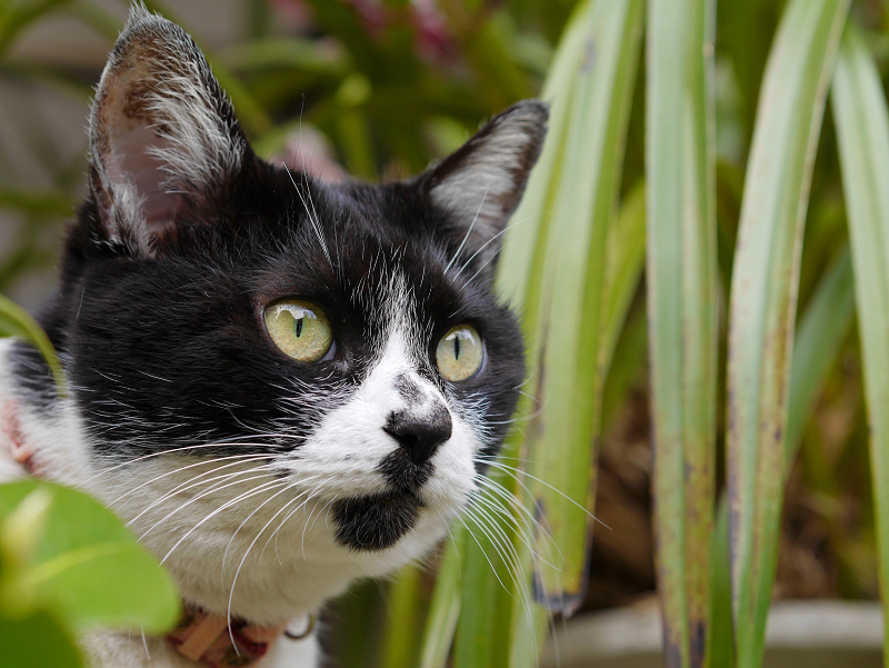 花壇の白黒猫のアップ2