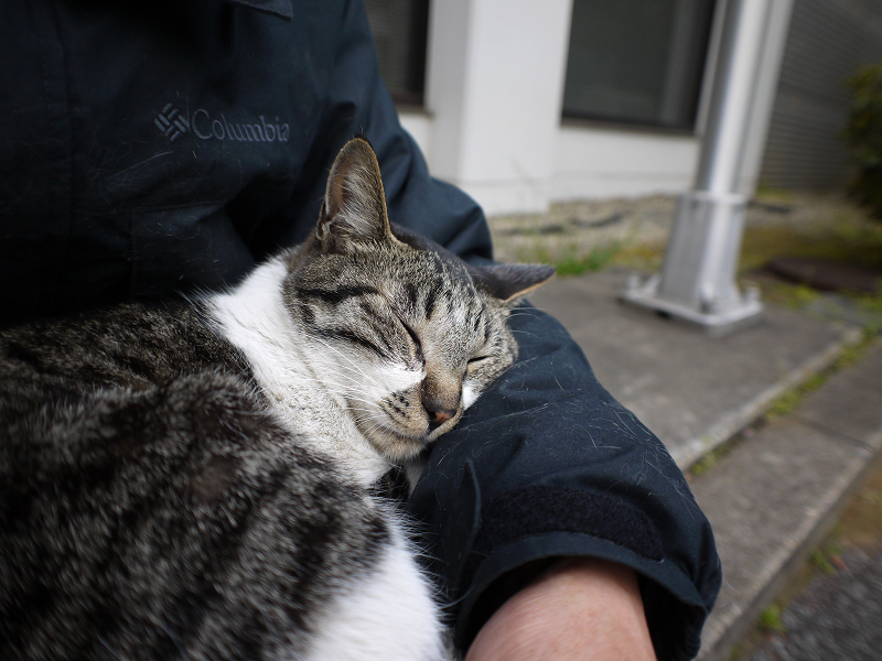 腕に抱かれて寝ているキジ白猫1