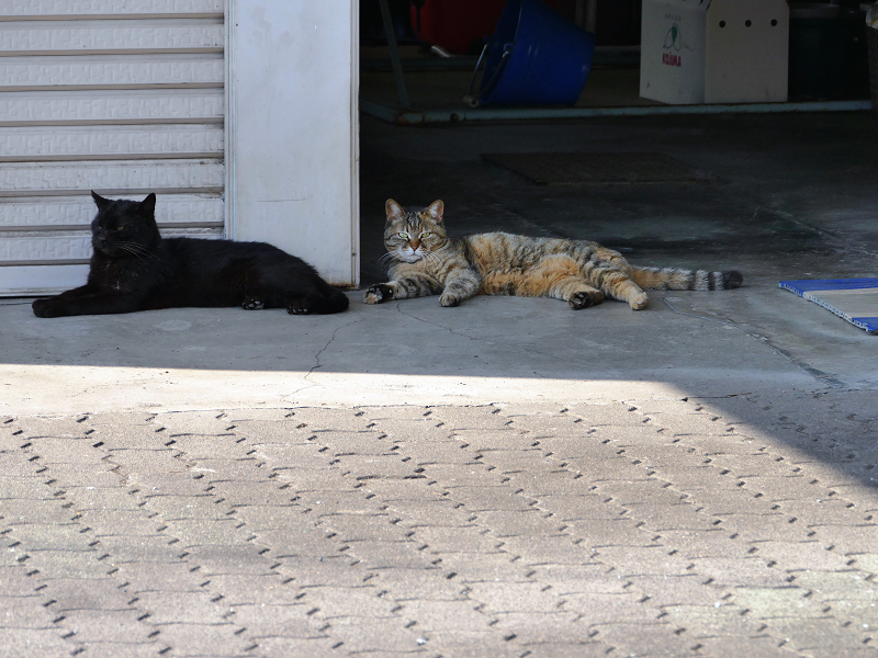 ガレージ前の黒猫とキジトラ猫1