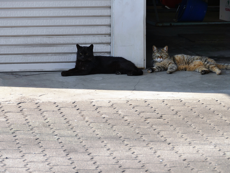 ガレージ前の黒猫とキジトラ猫2