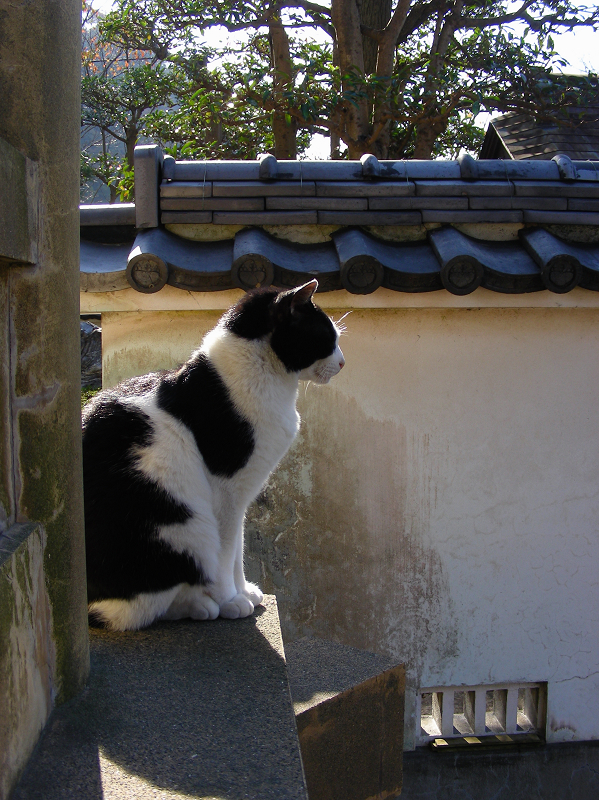 廻り縁の外から眺めている黒白猫1