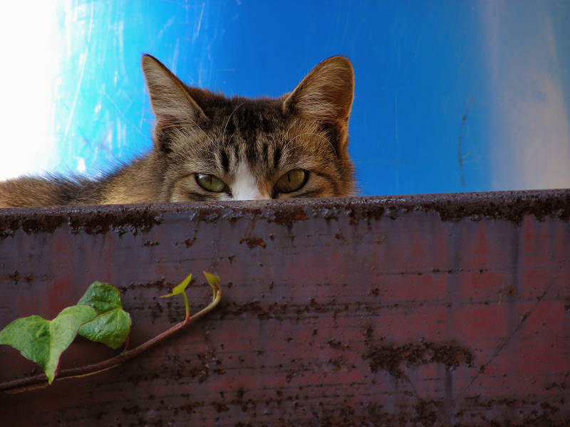 船道具置き場の猫2