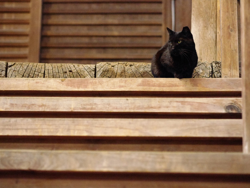 夕暮れ階段の黒猫