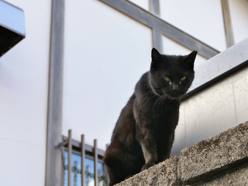 ブロック塀から見下ろす黒猫1