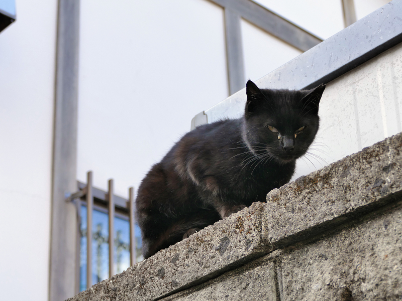 ブロック塀から見下ろす黒猫2