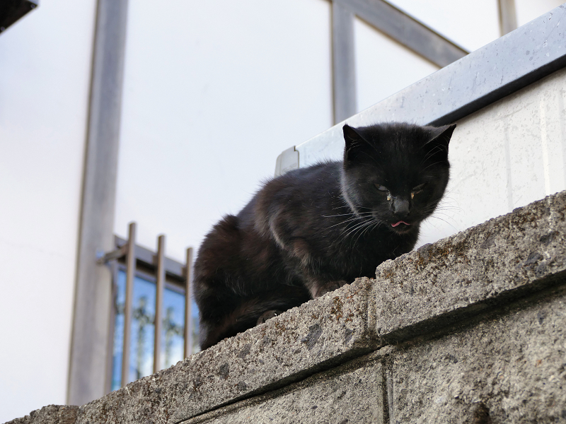 ブロック塀から見下ろす黒猫3
