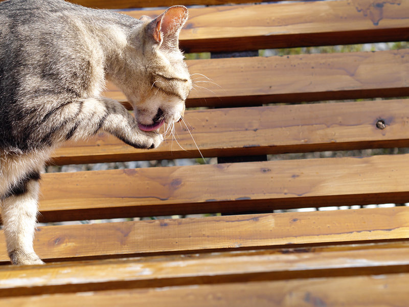 木製ベンチとキジトラ猫1