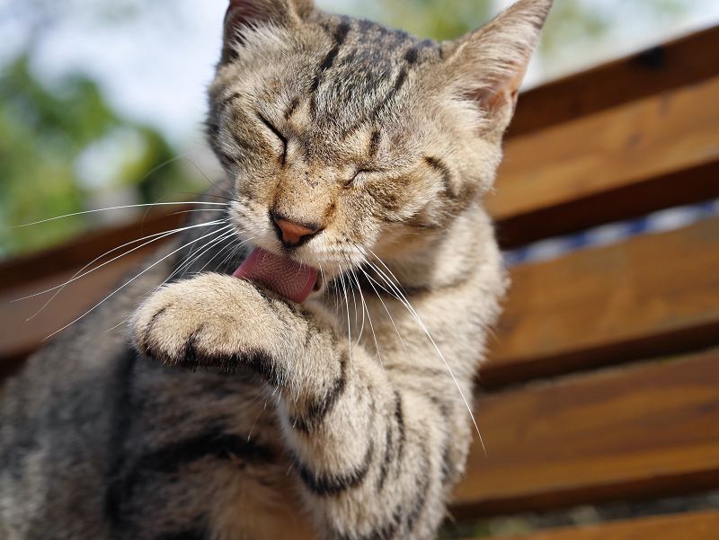 ベンチで手を舐めるキジトラ猫2
