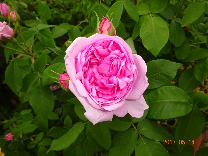 DSC08857最高の香りのバラの花アップ