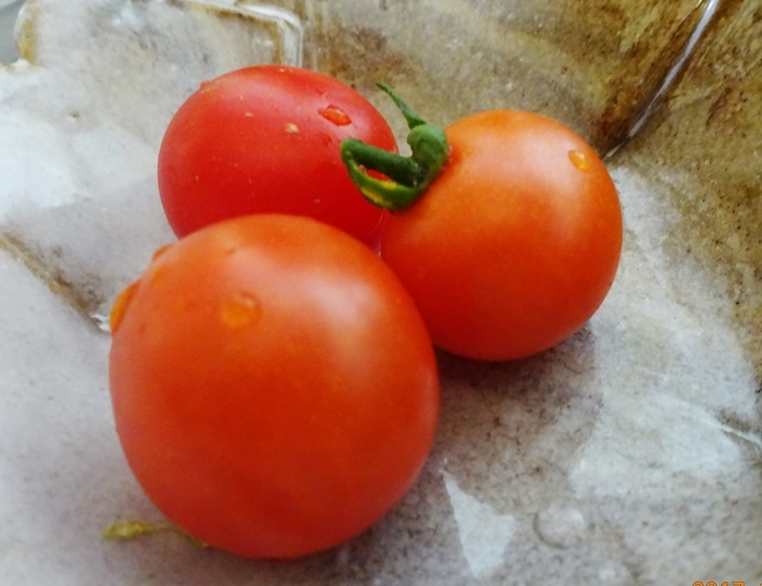 DSC08991ミニトマト初収穫
