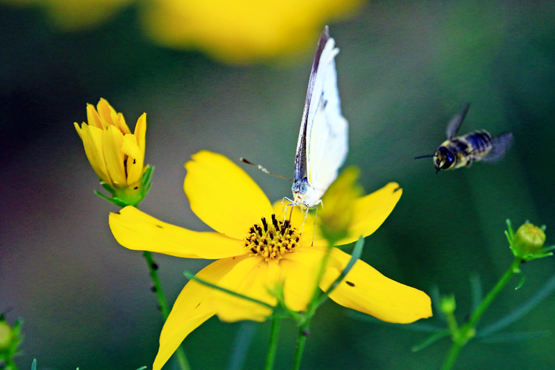 蝶と蜂