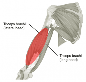 1120_Muscles_that_Move_the_Forearm2.png